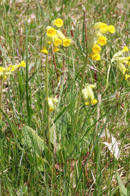 Primula veris (G. Franke)