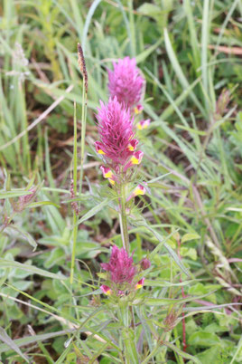 Acker-Wachtelweizen - Melampyrum arvense (G. Franke, Mai 2011)