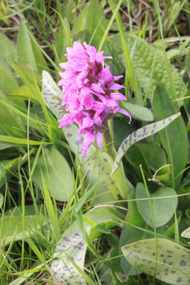 Breitblättriges Knabenkraut (Dactylorhiza majalis) - eine in den Feuchtwiesen häuifig anzutreffende Orchidee (G. Franke, Apr. 2014)