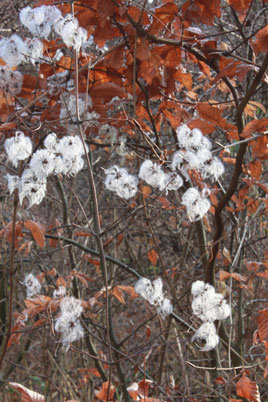 Gewöhnliche Waldrebe - Clematis vitalba; in der Sonne leuchtend weiße Fruchtstände kurz vor der Hasenklamm (G. Franke)