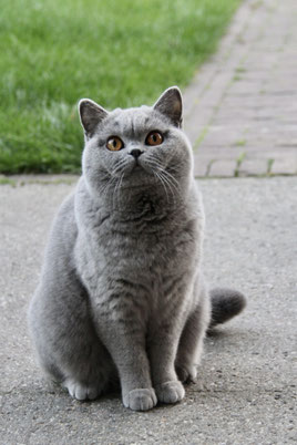 Blauwe Brits Korthaar poes Dancing Queen from Town House – Cattery My‑O‑My Apeldoorn