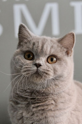 Lilac Brits Korthaar poes Aillin – dochter van Puck uit het A‑nest – Cattery My‑O‑My Apeldoorn