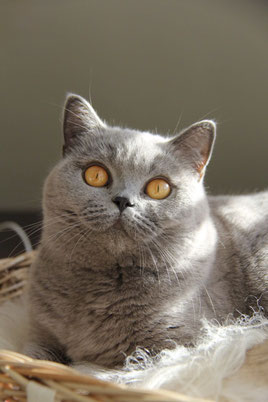 Brits Korthaar poes Puck in de kleur blauw – Cattery My‑O‑My