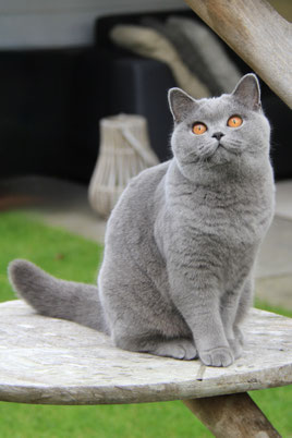 Blauwe Brits Korthaar poes Guusje – dochter van Caitlin uit het G‑nest – Cattery My‑O‑My Apeldoorn