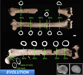 Lucy May Have Spent More Time In Trees Than We Thought