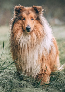 unschöne Fellmenge beim Collie