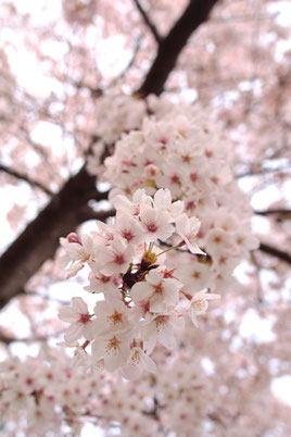 桜が咲くのが待ち遠しいね♪