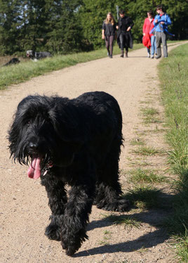 Andrusha (Briard)