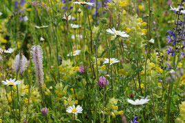 Blumenwiese