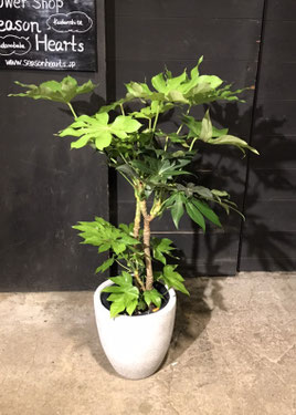 No.0153】ヤツデ - 高田馬場・九段下の花屋シーズン・ハーツ