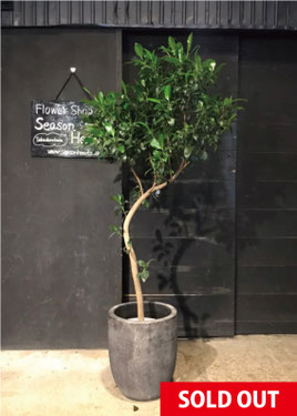 No.0143】フィカス・ジャンボリーフ - 高田馬場・九段下の花屋シーズン