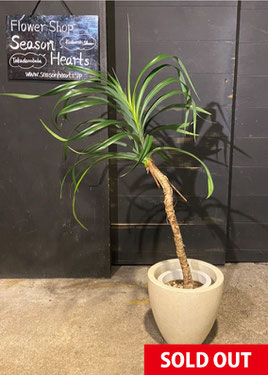 【No.0175】タコの木の写真