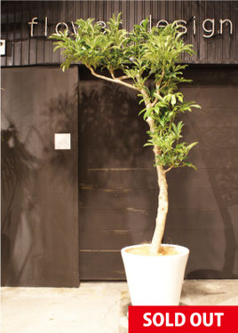 シェフレラ 200センチ 観葉植物