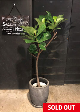 No.0187】フィカス・リラータ - 高田馬場・九段下の花屋シーズン・ハーツ