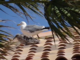 urlaub-gruissan-ferienhaus