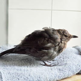 Amsel mit Usutu-Befall | NABU/Anke Asendorf