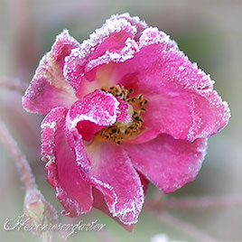 Rosen Rosenblog Hexenrosengarten Ilsink Kleinstrauchrose Bodendeckerrose pink lila reichblühend Rosiger Adventskalender