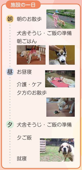 老犬ホーム　施設の一日