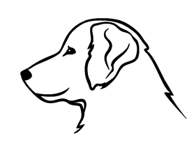 Hundekopf Golden Retriever