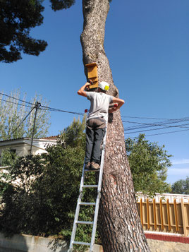 Instal·lació d'un refugi a un arbre