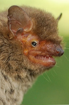 Pipistrellus pygmaeus