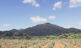 サトウキビ畑からの於茂登岳。八重山は絶好のロケ地として期待される(石垣市役所提供=共同)