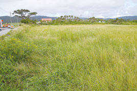 西表島大原の新庁舎建設の候補地(資料写真)