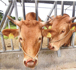 八重山農林高校で飼育している褐毛和種の牛(同校パネル展示より)