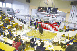 初セリが行われ高値がつくと拍手が送られた=13日、八重山家畜市場