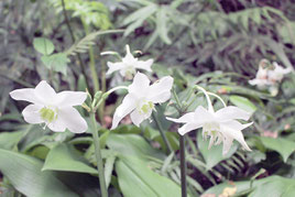 一面の緑に純白の花を浮かび上がらせるアマゾンユリ=3日午後、バンナ公園ホタル街道
