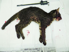 交通事故で死亡したヤマネコ(西表野生生物保護センター提供写真)