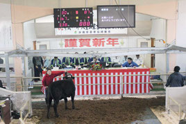 初日、最高値で落札された子牛、手綱を引いた生産者も大喜び=11日、八重山家畜市場