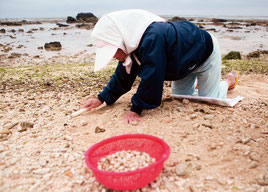 旧暦3月3日のサニズに、白保の海岸で潮干狩りする人
