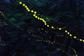 闇夜に点滅するヤエヤマホタル=4日夜、於茂登岳の登山道入り口手前