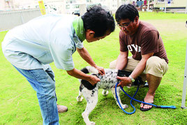 予防接種を受ける飼い犬=1日、双葉公民館