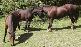 Willkommen zum Ponyreiten beim Ponyhof Sonnenschein