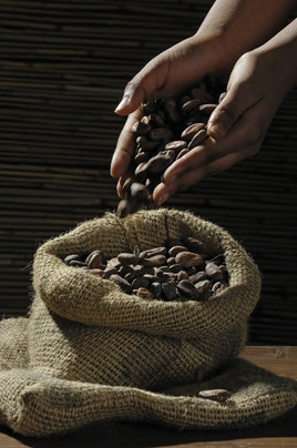 Les fameuses fèves de cacao cru