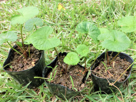 野草 松葉 びわの葉 アーユルヴェーダ 自然etc 矢戸田自然塾 自然農法 無農薬 無化学肥料 無肥料 の野菜 梅を和歌山の山あいから宅配 農家民泊