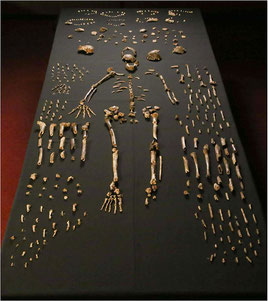 Homo naledi