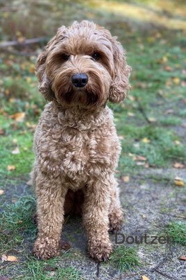 Albertina-Doodles Australian-Labradoodle Doutzen