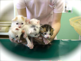 飼い主のいない猫たちの不妊手術助成（新潟市）