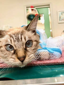 ガリガリのニャンコ - 長谷川動物病院 土日も診療