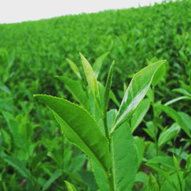 静岡 茶葉 ニョッキ