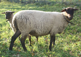 Zuchtschaf elb