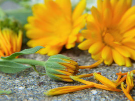 Calendula pot marigold woundhealing burns skin hydration skin care dermatitis radiation treatment
