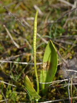 Ophioglossum azoricum, Provence (photo Ugo)