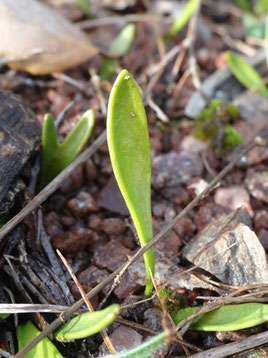 Ophioglossum lusitanicum, Var (photo Ugo)