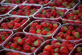 mehrere Plastiksschalen mit roten Erdbeeren