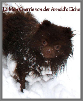Zwergspitz Hündin La Mon Cherrie von der Arnold's Eiche.