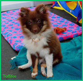Zwergspitz Hündin Miss Toffiffee von der Arnold's Eiche.